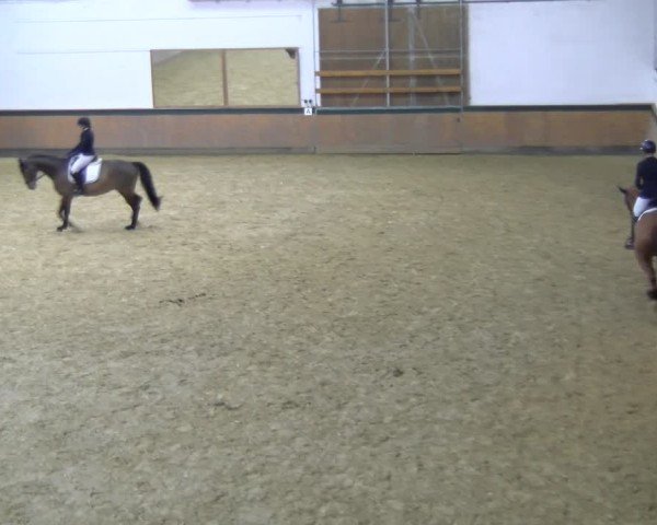 Reitturnier Laer 2025