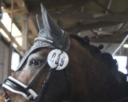 dressage horse Kelly (unknown, 2011)