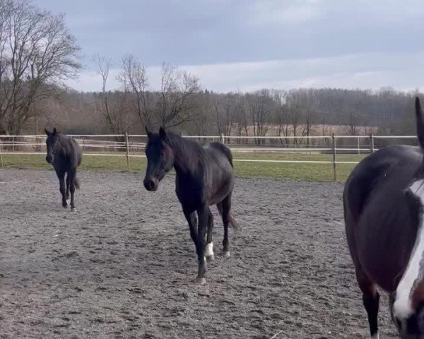 Video of Miss Moneypenny