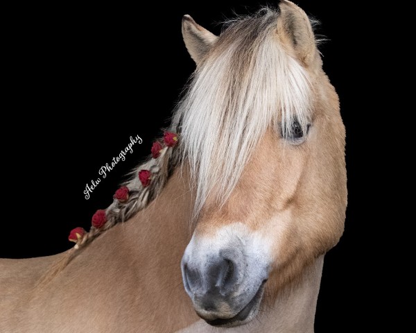 broodmare Pharah van't Poezelerf (Fjord Horse, 2014, from Rånnson)