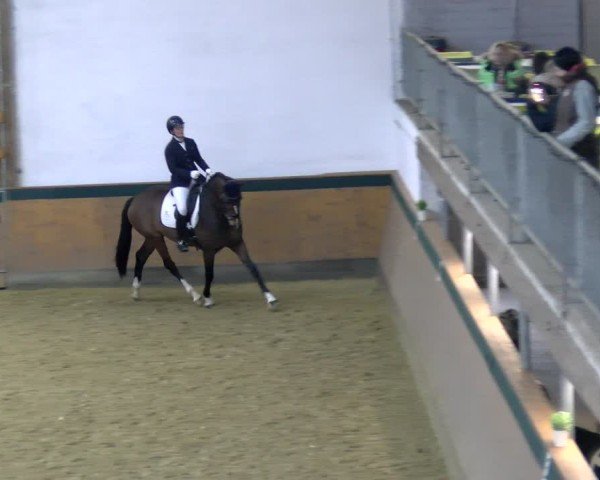 Reitturnier Laer 2025