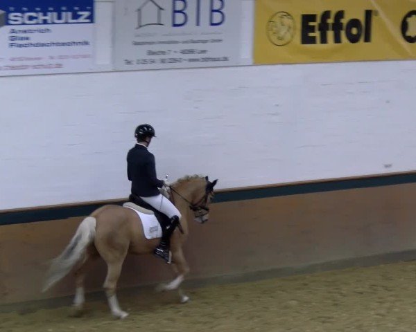 Reitturnier Laer 2025