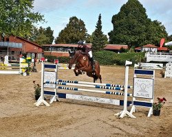 jumper Dankjewel 3 (Westphalian, 2013, from Desperado)