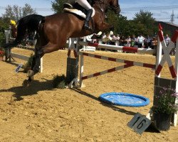 jumper Gadermie 2 (KWPN (Royal Dutch Sporthorse), 2011, from Limbus)