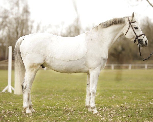 Cavallo da salto Cracker by Jet (Oldenburger, 2009, di Contendro I)