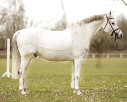 jumper Cracker by Jet (Oldenburg, 2009, from Contendro I)