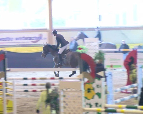 Reitturnier Boll 2025