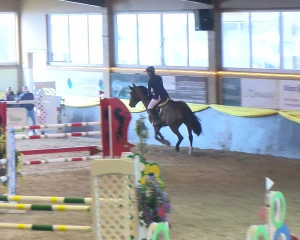 Reitturnier Boll 2025