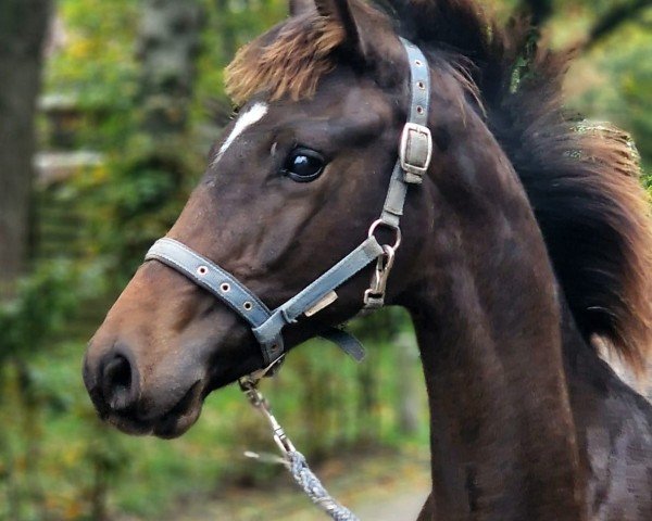 horse Zazazoom AD (Westphalian, 2024, from Zoom)
