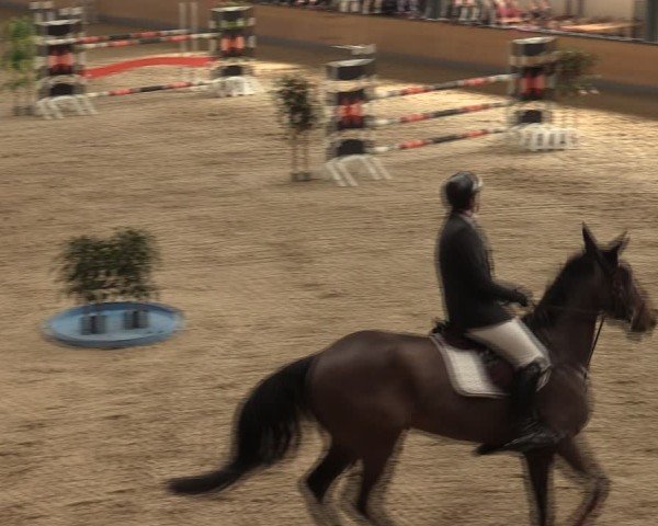 Reitturnier Borken (Hessen) 2025