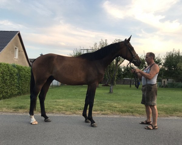 Dressurpferd Butschi 4 (Deutsches Sportpferd, 2017, von Belami 247 FIN) Dressurpferd Butschi 4 (Deutsches Sportpferd, 2017, von Belami 247 FIN)