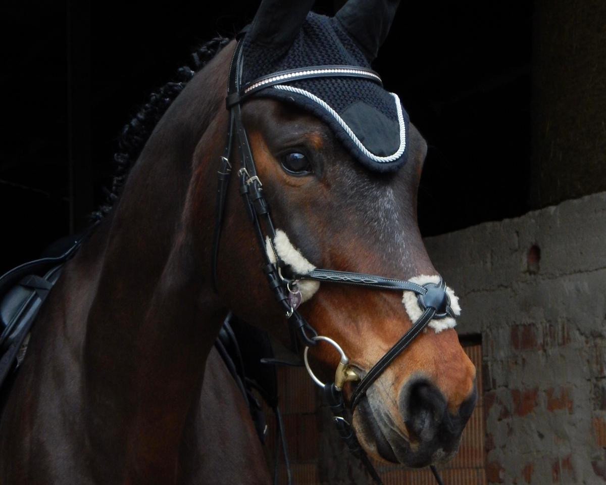 Pferd Sannja-Luca (Westfale, 2004, von Stedinger)