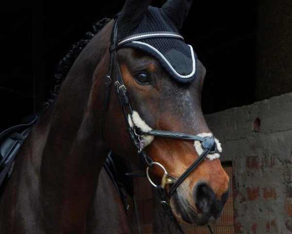horse Sannja-Luca (Westphalian, 2004, from Stedinger)