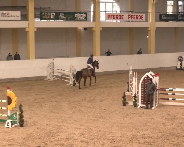 Reitturnier Stadl-Paura 2025