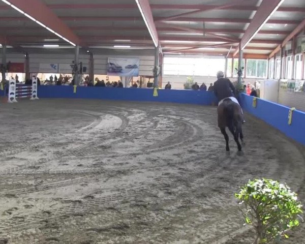 6. Isterberger Euregio-Hallen Springturnier vom 10.-13.10.2013