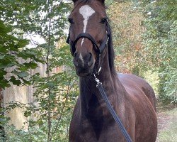 jumper Heloiza ZK (Polish Warmblood, 2015)