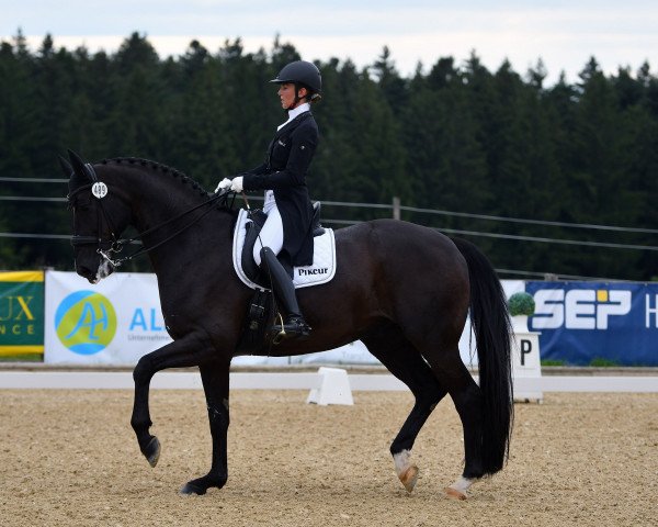 dressage horse Santiago 264 (Oldenburg, 2010, from San Amour I)
