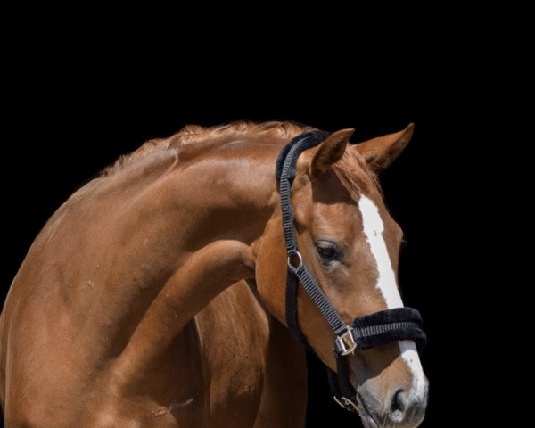 dressage horse Belle Rose 9 (Westphalian, 2018, from Blue Hors Baron)