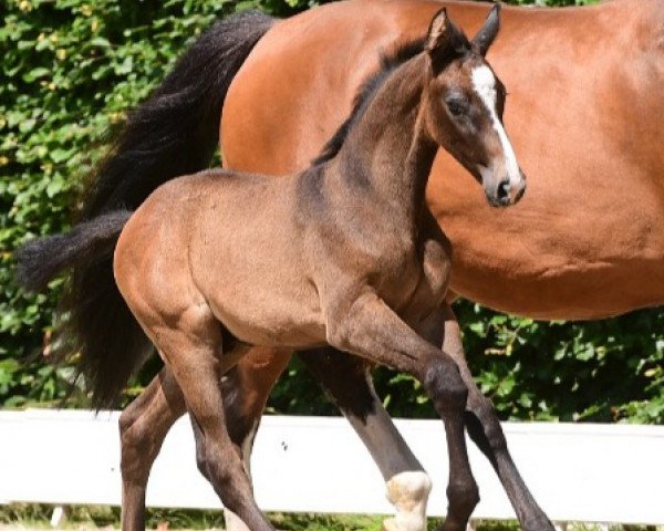 horse Caspar (Holsteiner, 2021, from Crack)