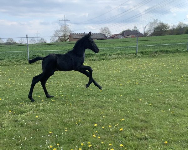 stallion Carnus GIH (Hanoverian, 2021, from Cornet de Semilly)