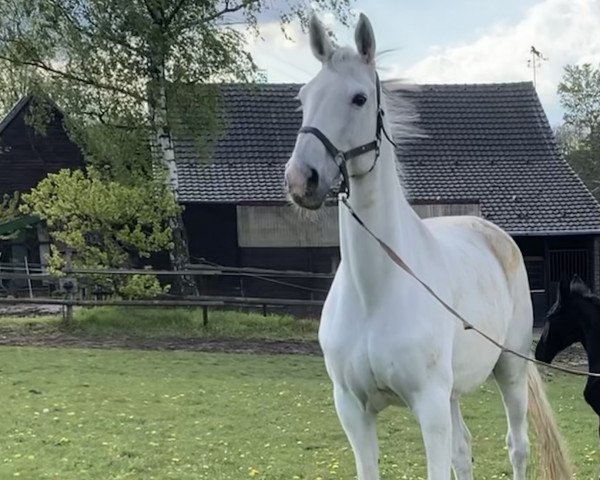 broodmare St. Pr. Santana G.i.H. (Hanoverian, 2007, from Salito)