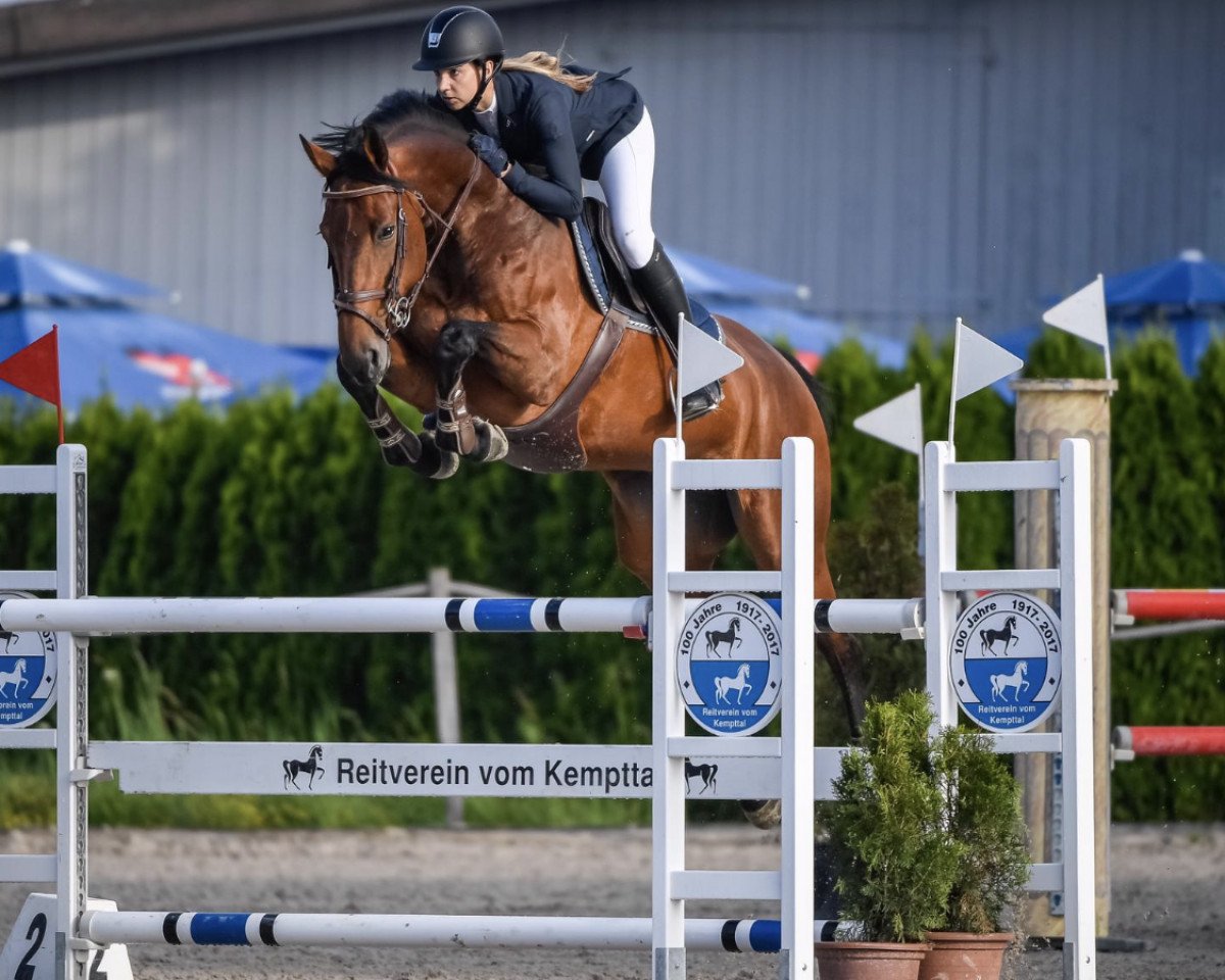Springpferd Namira (Hannoveraner, 2012, von Numero Uno)