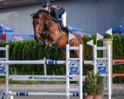 jumper Namira (Hanoverian, 2012, from Numero Uno)