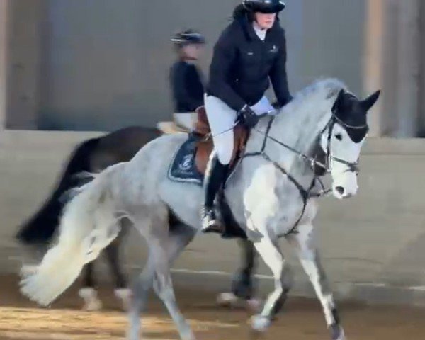 jumper Clever Girl (Bavarian, 2020, from Catch)