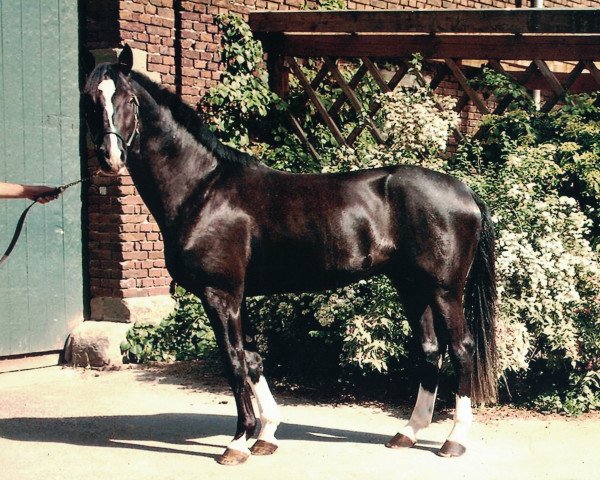 dressage horse World Star (Westphalian, 2002, from World Magic)