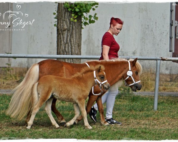 horse Iroh aus dem Wendland (Shetland Pony, 2018, from Isidor PrH*)