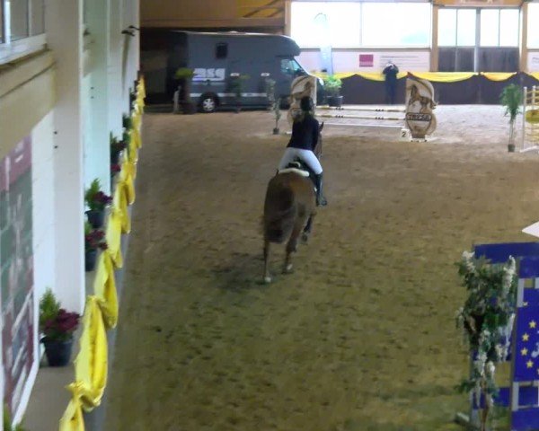 Reitturnier Boll 2025