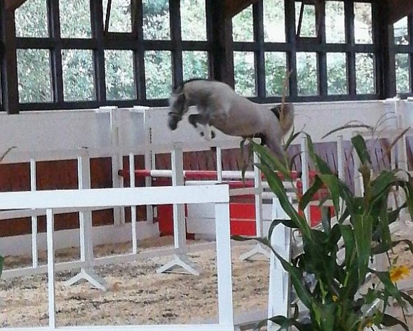 jumper Grato GiH (Hanoverian, 2017, from Grey Top)