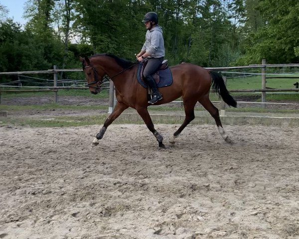 Dressurpferd Eletto Gih (Hannoveraner, 2018, von Emilio)