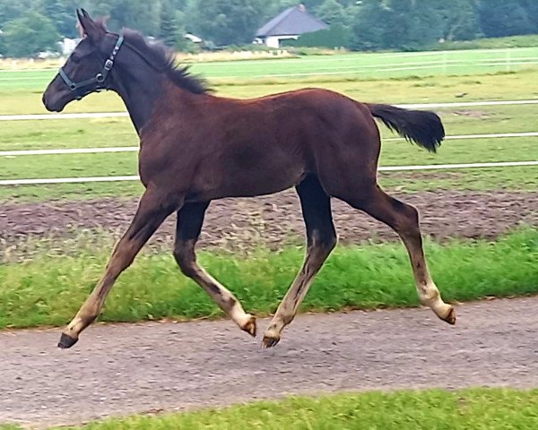 horse Cadoro (Hanoverian, 2021, from Cadeau Noir)