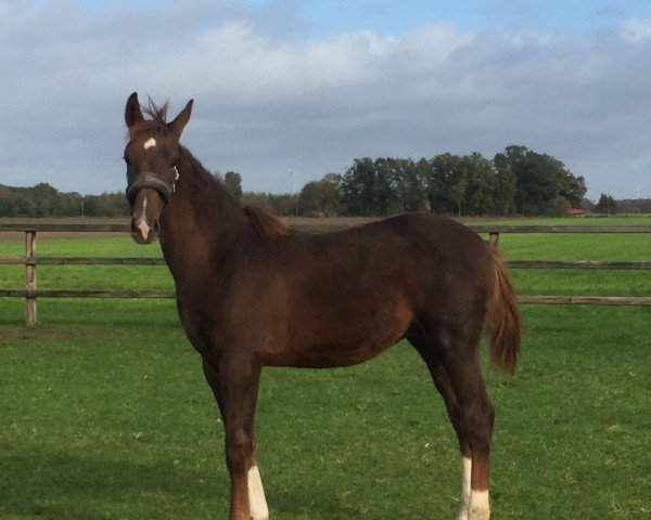horse Lutz (Noble Warmblood, 2020, from Le Vivaldi)
