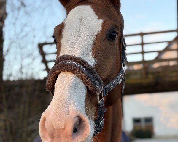 horse Berlyos (Oldenburg, 2017, from Callaho's Benicio)
