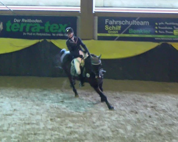 Reitturnier Boll 2025