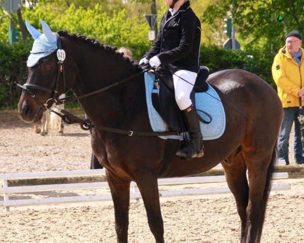 Dressurpferd Rocket 91 (Deutsches Reitpony, 1998, von Oosteinds Ricky)