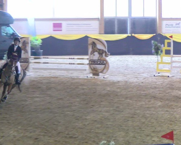 Reitturnier Boll 2025