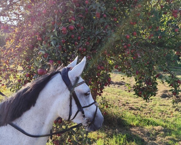 Springpferd Chicky Micky Z (Westfale, 2019, von Congress)