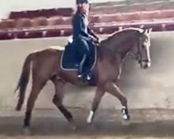 dressage horse Lauenstein 3 (German Sport Horse, 2016, from Lahnstein 4)