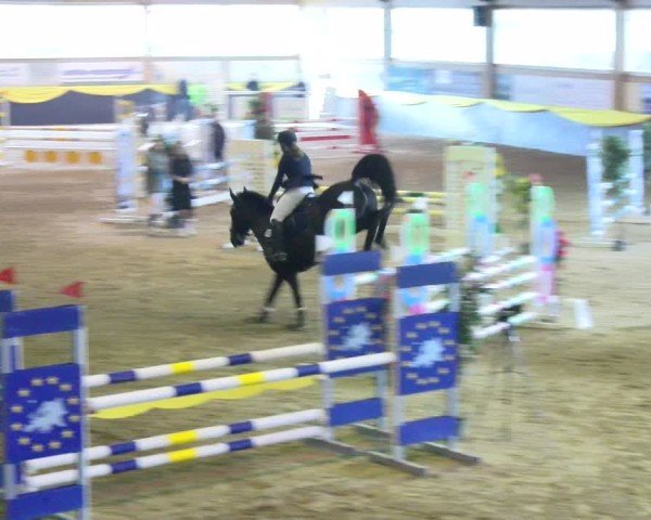 Reitturnier Boll 2025