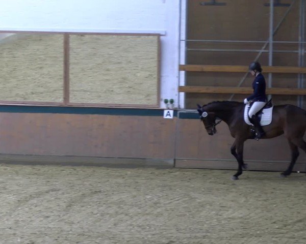 Reitturnier Laer 2025
