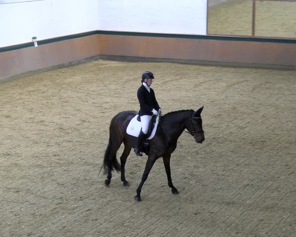Reitturnier Laer 2025