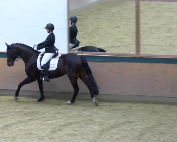 Reitturnier Laer 2025