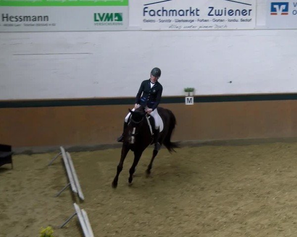Reitturnier Laer 2025