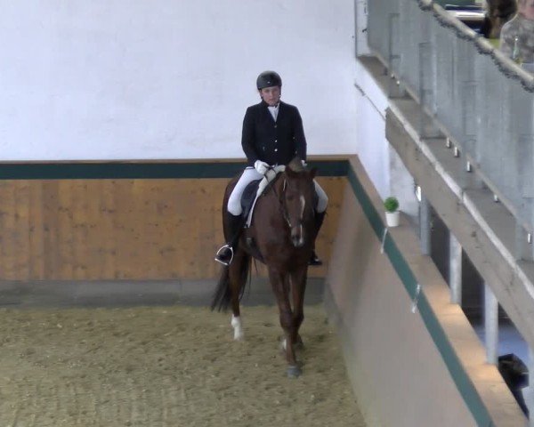 Reitturnier Laer 2025