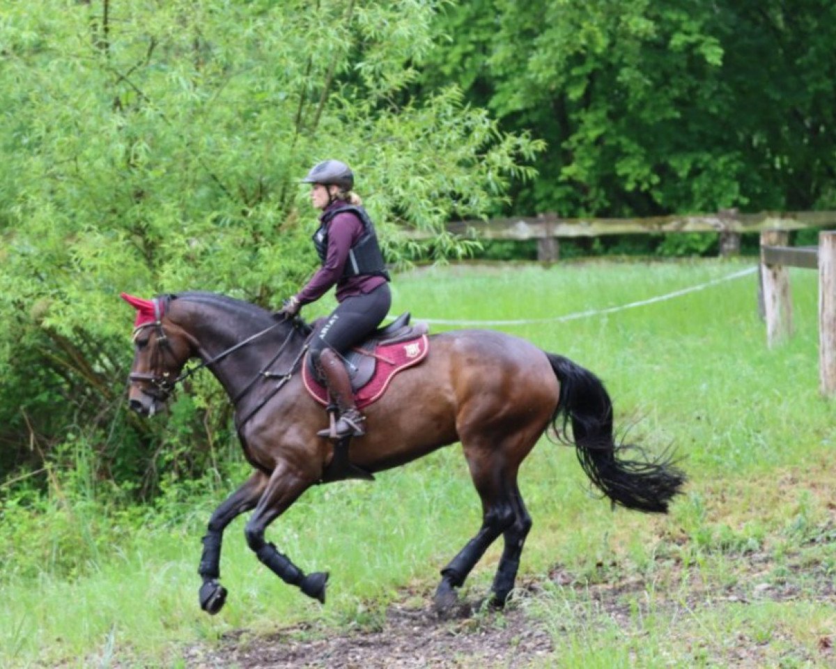 jumper Virginia 231 (Hanoverian, 2016, from Viscount 22)