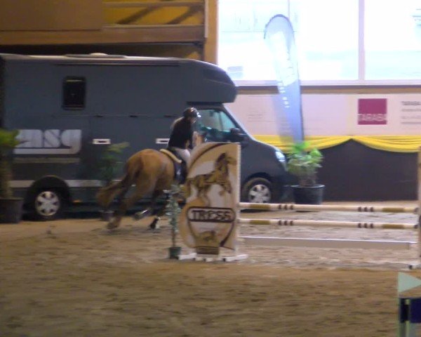Reitturnier Boll 2025