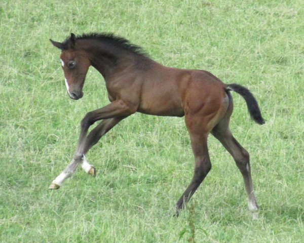 Deckhengst Noble Touch (Holsteiner, 2021, von Nathan de la Tour AA)